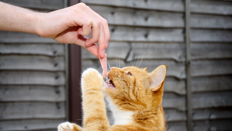 Cat eating ham