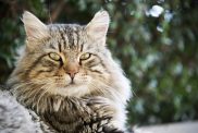 A close-up of a semi-longhaired Aphrodite Giant cat outside in Cyprus.