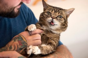 Lil Bub and Mike Bridavsky attend CatCon in Pasadena, California on August 13, 2017. The two-day event includes meet and greets with celebrities and famous cats, the CatCon Video Festival, rescued cats available for adoption and more. 20,000 people are estimated to attend the event which is the biggest cat lovers convention in the world.