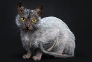 A black roan Lykoi cat crouching.