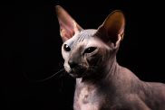 Graceful tortoise (torty) Donskoy cat in studio on black background.