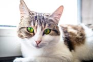 A close-up of a tabby and white European Shorthair.