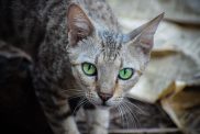 A young Australian Mist with bright green eyes.