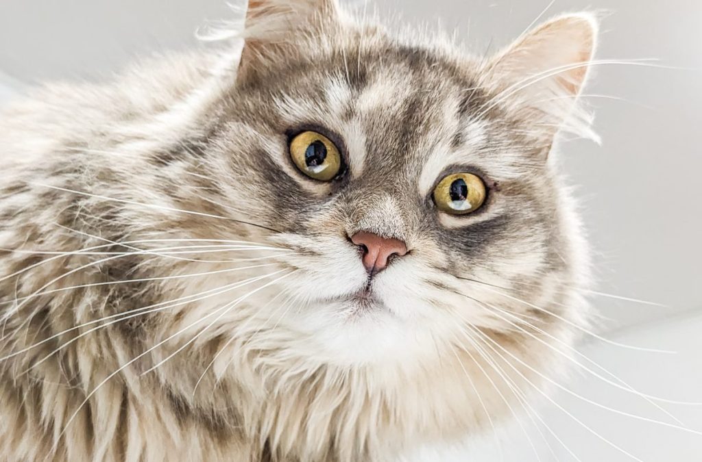 A close-up of a grey British Longhair.