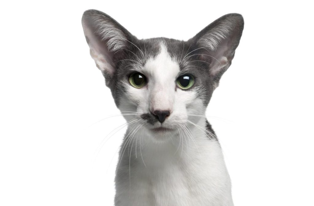 An Oriental Bicolor cat with black and white fur poses for the camera against a white background.