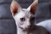 A Bambino cat lounging on a sofa, showcasing their hairless body and short legs.