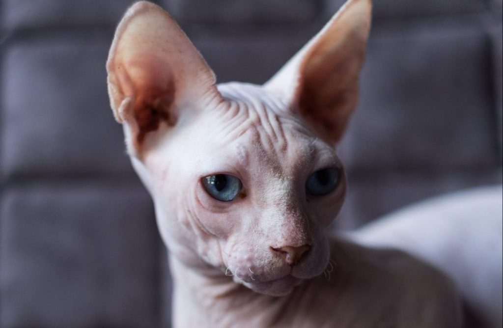 A Bambino cat lounging on a sofa, showcasing their hairless body and short legs.