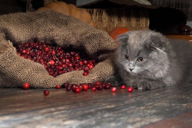 Bag berries cranberries timber in the pantry. Gray kitten playing with berriesBag berries cranberries timber in the pantry. Gray kitten playing with berries