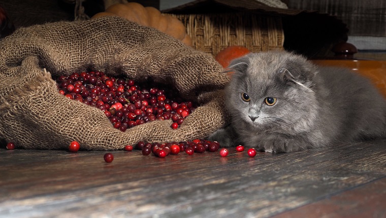 Bag berries cranberries timber in the pantry. Gray kitten playing with berriesBag berries cranberries timber in the pantry. Gray kitten playing with berries