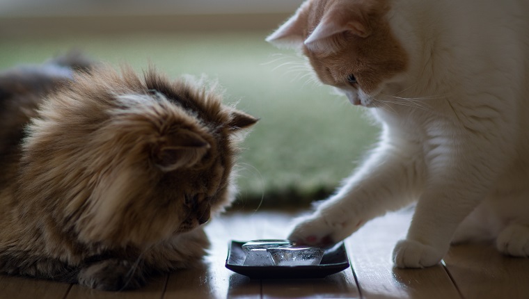 Brown persian cat and white and beige cat examining blocks of ice on plate on floor