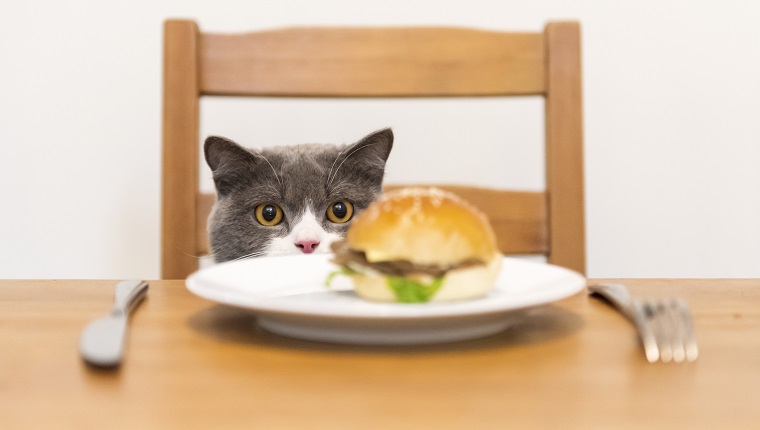 British shorthair cat looking at hamburger on the table