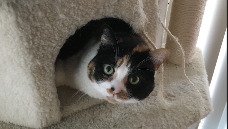 Pookie in cat tree