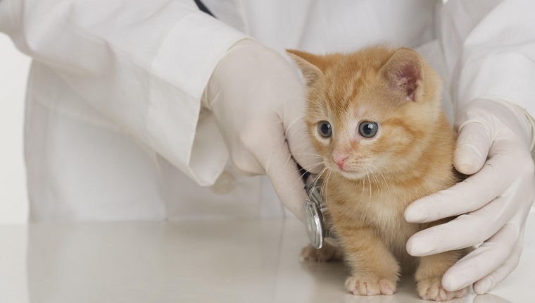 Veterinarian hands examining kitten