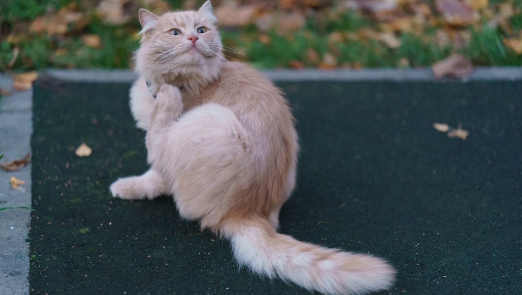 Itching red cat on the city street in autumn day. Scratching reflex.