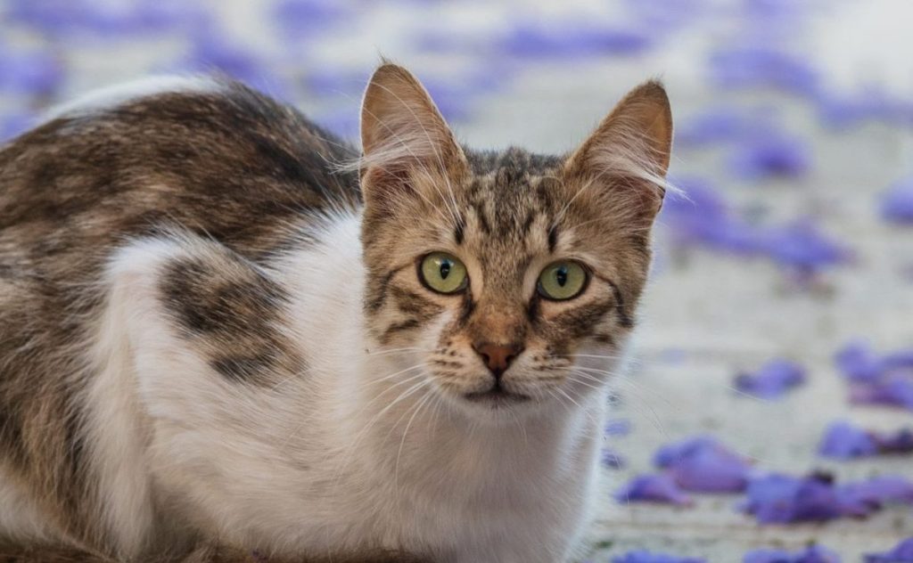 A Cyprus cat with tabby markings on a white coat, lounging in jacaranda leaves.