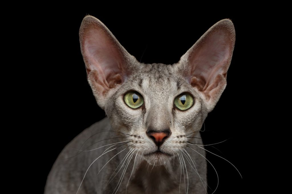 Close-up Portrait of Peterbald cat on black background.