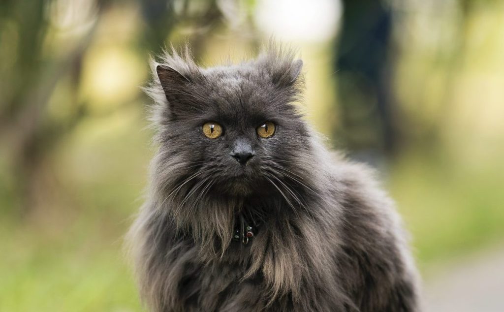 A smoke-colored Chantilly-Tiffany cat outdoors on a windy day