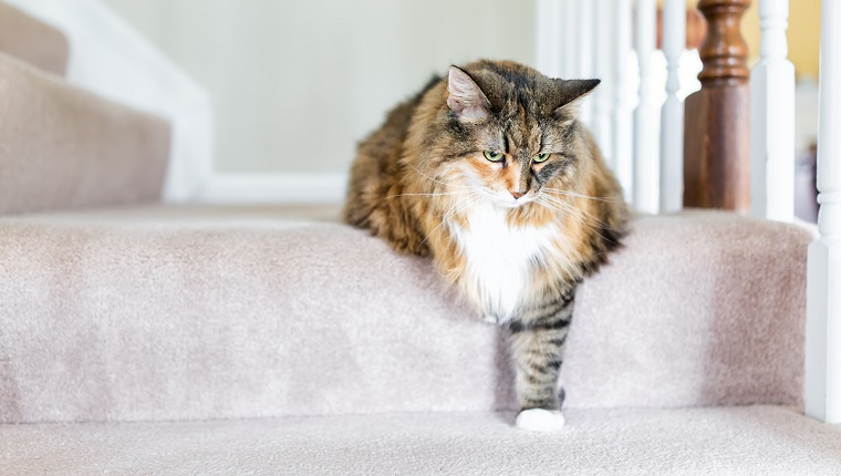 Maine Coon calico cat funny resting one paw on carpet floor steps indoors inside house comfortable looking down sad, large breed neck mane or ruff