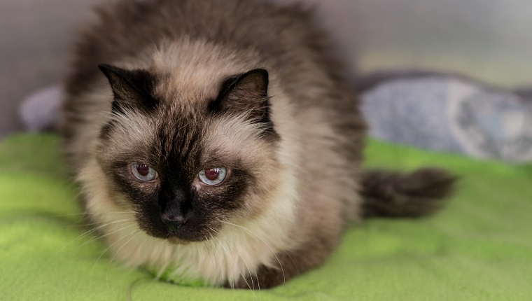 Old Burmese cat portrait in a cage at the veterinary clinic