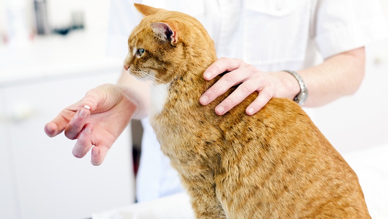 Veterinarian getting ready to feed a cat a pill