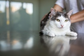 Sick cat being examined by a vet doctor in a veterinarian clinic