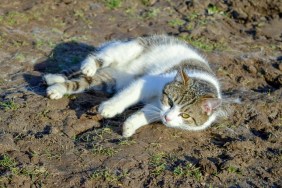 White gray tomcat lies in the mud on the ground looking into the camera, pet, animal