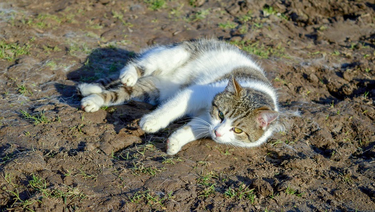 White gray tomcat lies in the mud on the ground looking into the camera, pet, animal