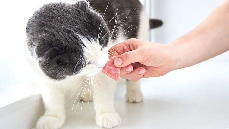 The owner gives the cat a slice of salami sausage in the shape of a heart