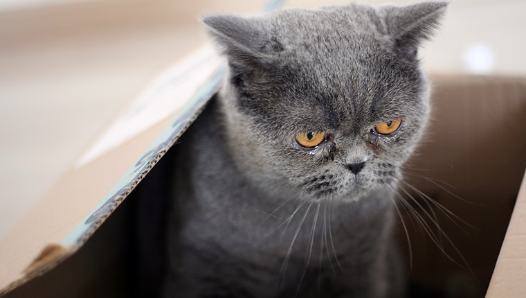 Close-up of a rescue cat in a box