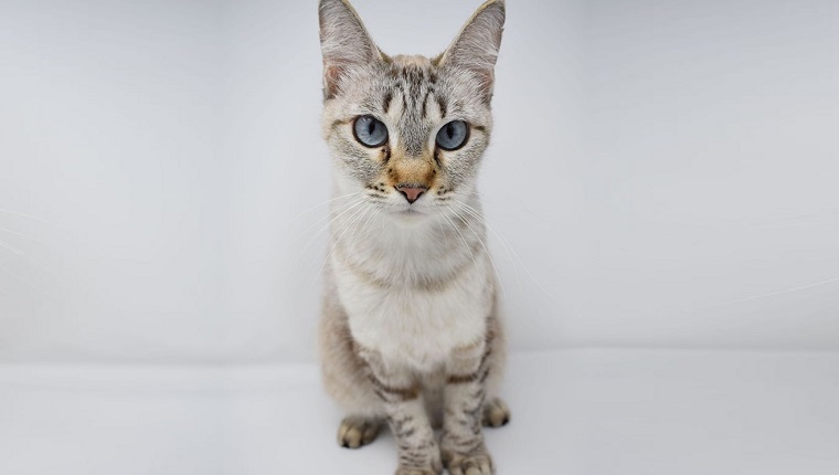 desert lynx cat