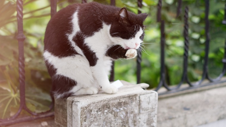 Black and White cat licking himself on the street