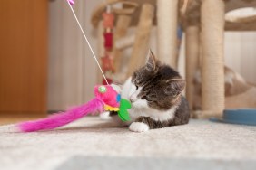 playful gray and white tabby cat; front view, surface level,