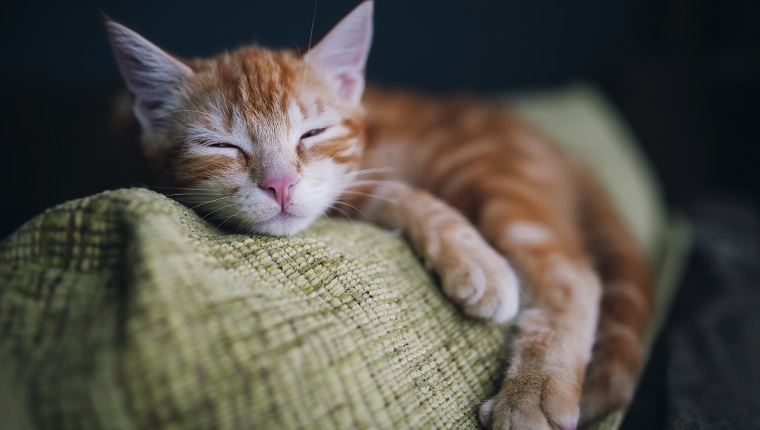 Relaxing ginger kitten at home, Spain.