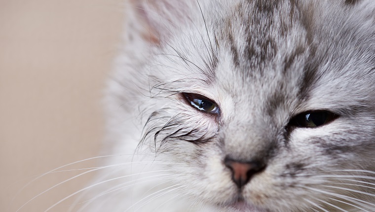 Infected eye of cat. Wet kitty eye close-up. Allergy reaction on home pet