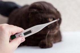 Cat treatment. Cat in a medical veterinary clinic. Thermometer on the background of the head of a kitten.