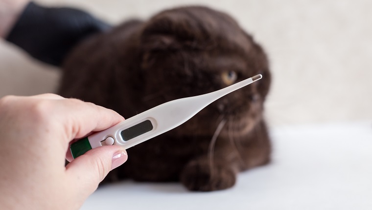 Cat treatment. Cat in a medical veterinary clinic. Thermometer on the background of the head of a kitten.