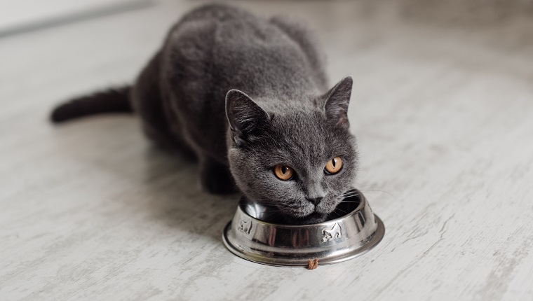 British cat eats food on isolation. A cat lickens in front of a bowl with food. The short-haired gray cat eats the food from the plate