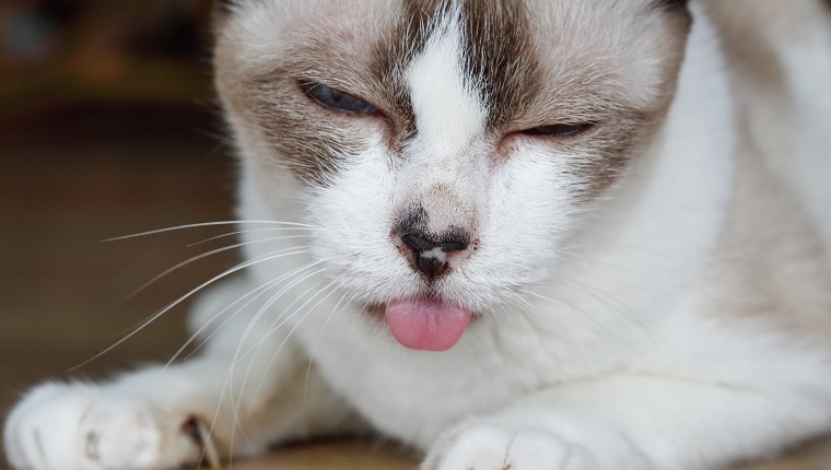 Cat tongue hanging out ,Signs of dental disease , toothache, chronic ulcerative paradental stomatitis (CUPS).