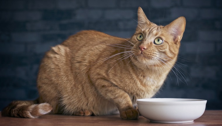 Cute ginger cat looking up and waiting for food.