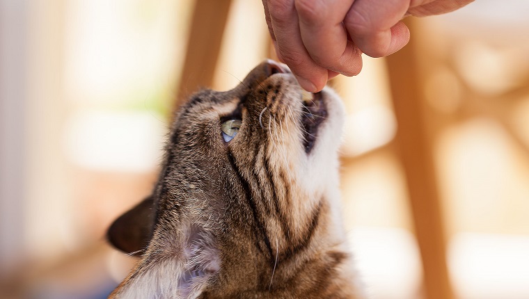 Very tired old cat "Pedro" is eating food from its best friend's hand - selective focus