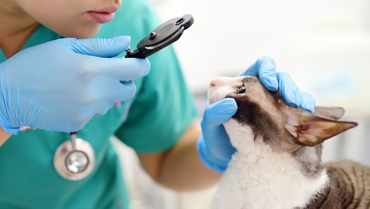 Veterinary doctor checks eyesight of a cat of the breed Cornish Rex in a veterinary clinic