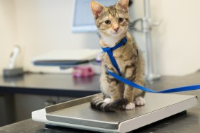 Little kitten on weight scale at the veterinarian