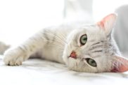 An Asian cat breed with speckled fur looking into the camera with love.