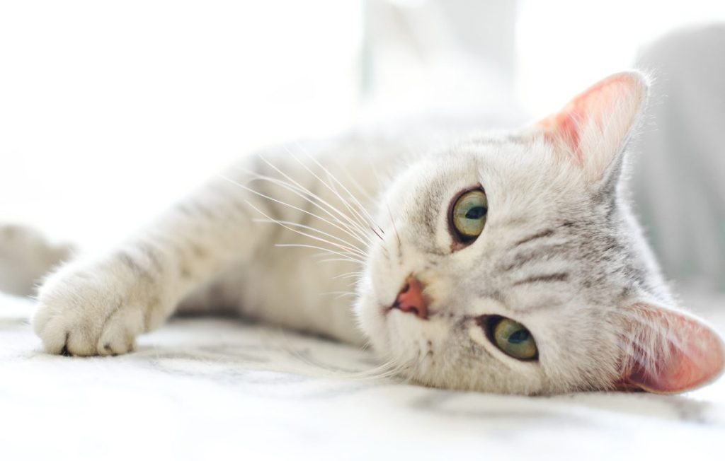 An Asian cat breed with speckled fur looking into the camera with love.