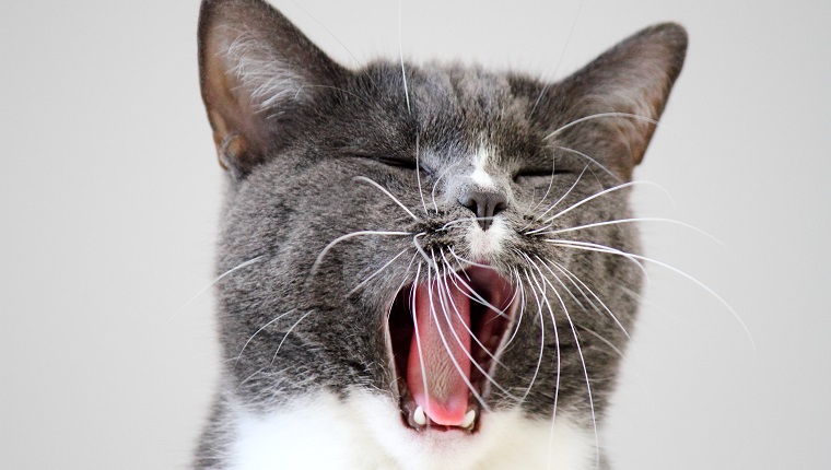 Handsome male grey and white cat yawning