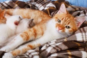 Ginger cat breastfeeding her little kittens. Motherhood, parenting, care. Orange cat nursing kittens at plaid blanket and blue rustic wood background. Kittens suck milk.