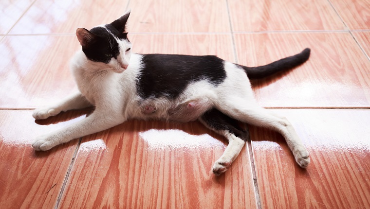 Pregnant cat rest and recumbent on the floor