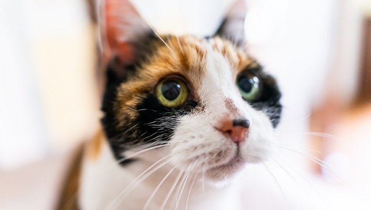 Closeup portrait of calico cat face head with blurry background in room home with acne on nose begging for food