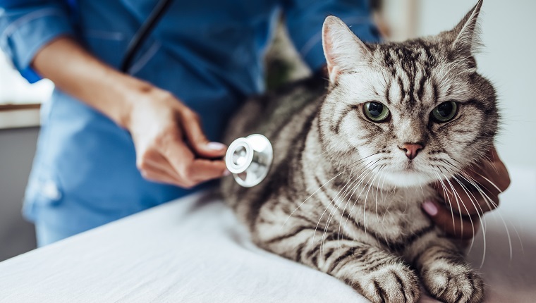 Cropped image of beautiful female doctor veterinarian with stethoscope is examining cute grey cat at vet clinic.