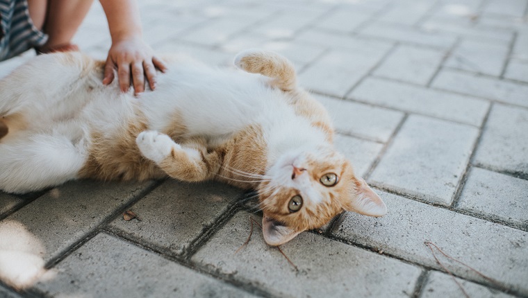 Children petting a friendly ginger and white cat in the sunshine.